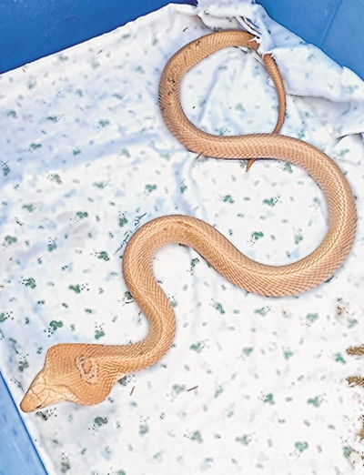Rare cobra discovered