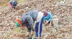 Koukha farming steps in to boost farmers' income