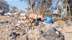 Waste disposal site