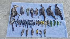 Protected birds seized, DFO vows action