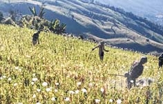 Kuki CSOs declare ban on poppy cultivation