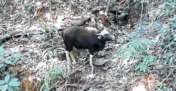 Indian bison captured on camera in Ukhrul