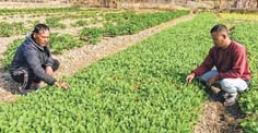 Not letting fields lie fallow : Defining work culture