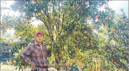 Farmer 'strikes cash' with orange farming in Senapati