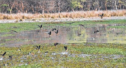 Pobitora villagers transform grazing grounds into thriving Wildlife Sanctuary