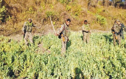 Six acres of illicit poppy destroyed; one held