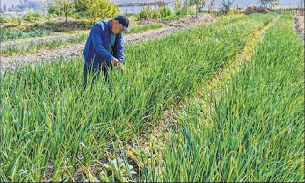Indigenous farming method begins to find takers