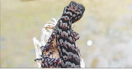Rare Bent-toed Gecko recorded at Ukhrul