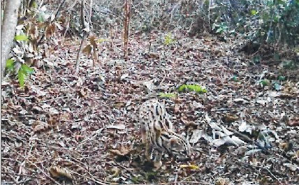 Leopard cat captured on camera in Ukhrul, signaling conservation gains
