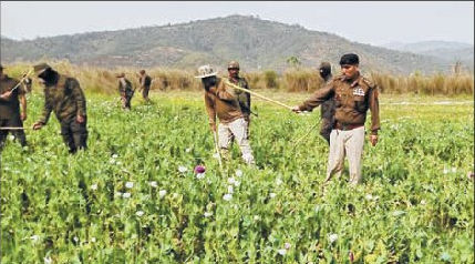 Poppy fields over 9 sq km destroyed in 2 months