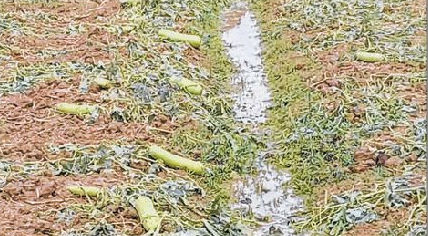 Storm affected folks seek Govt's attention