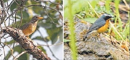Bird census : 73 distinct bird species spotted at Shirui, Phangrei