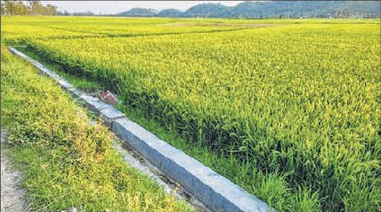 TLL thanks CADA for facilitating successful implementation of double cropping