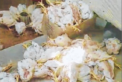 Unknown disease kills hundreds of poultry across valley districts