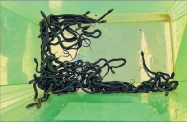 MU Zoology Department releases 53 checkered keelback hatchlings in Toubul