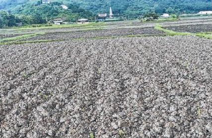 Water crisis delays paddy transplantation, Ksh Tama urges Government action