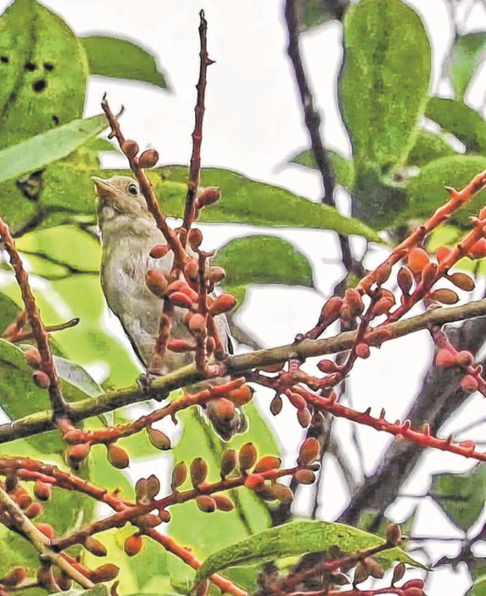 Plain flowerpecker sighted after three decades in Kasom Khullen