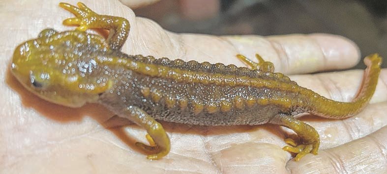 Declining salamander population in Ukhrul alarms environmentalists