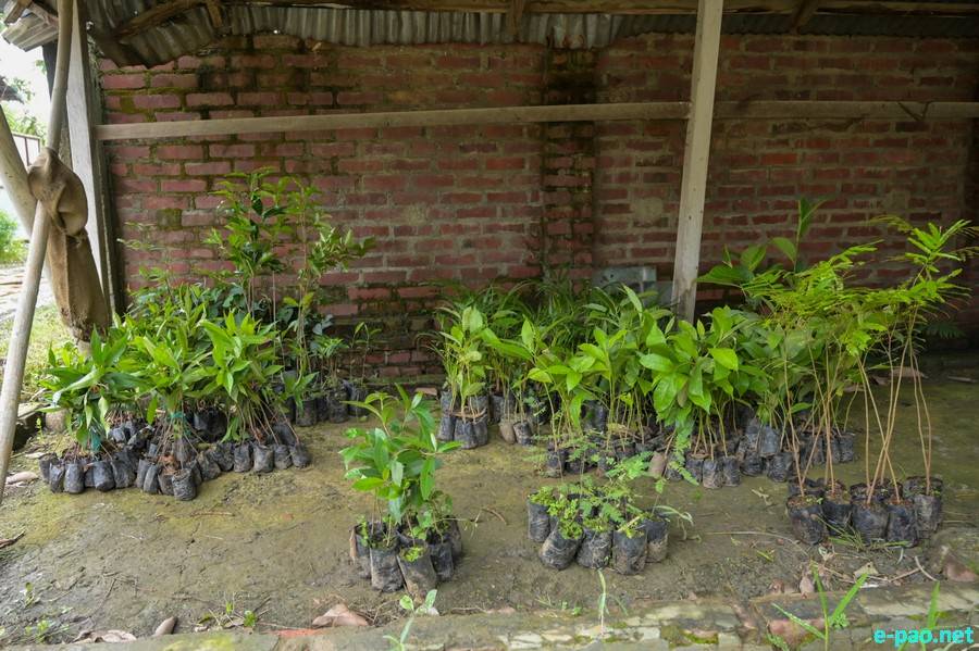 Second Phase of 'Ningol Van' Tree Plantation Drive held at Mekola, Imphal West :: 14th June 2026