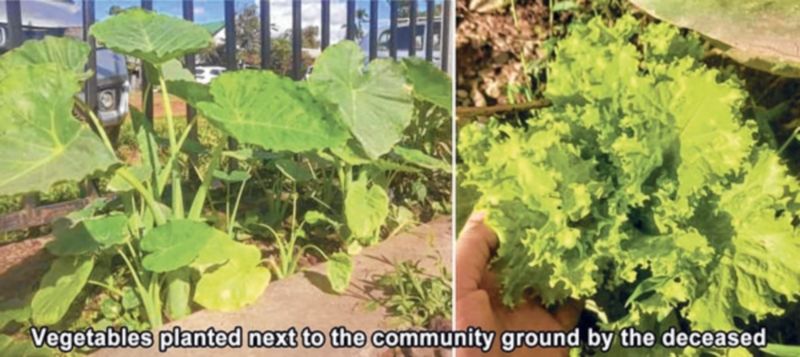  Vegetables planted next to the community ground by the  