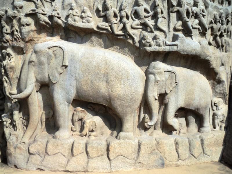   Close up of elephants 