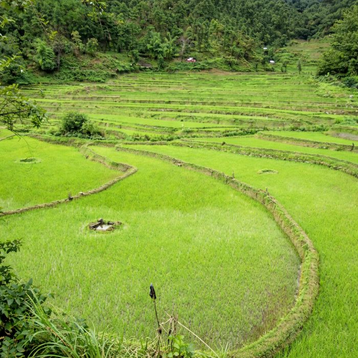  Khaichum in the field 