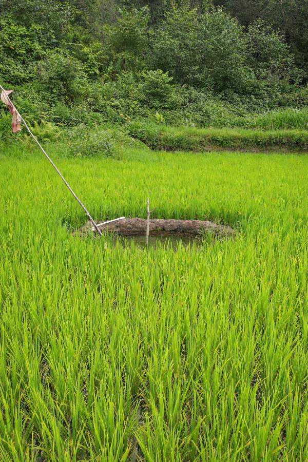  Khaichum inside paddy field 